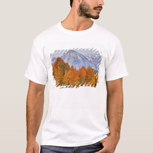 テトン山脈とポプラの木 Tシャツ (正面)
