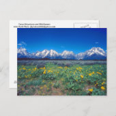 テトン山脈とワイルドフラワー ポストカード (正面/裏面)