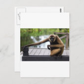 テナガザル ポストカード (正面/裏面)