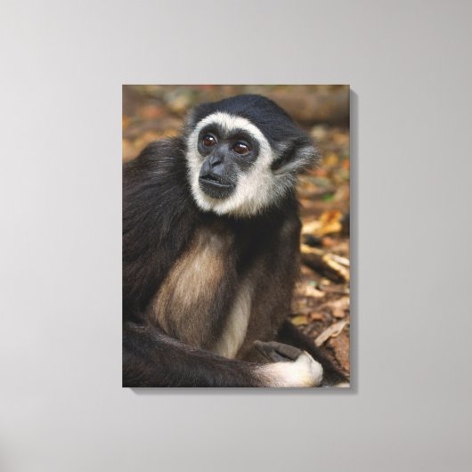 テナガザル (Hylobates Lar) , Monkeyland キャンバスプリント (正面)