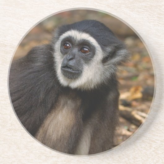 テナガザル (Hylobates Lar) , Monkeyland コースター (正面)