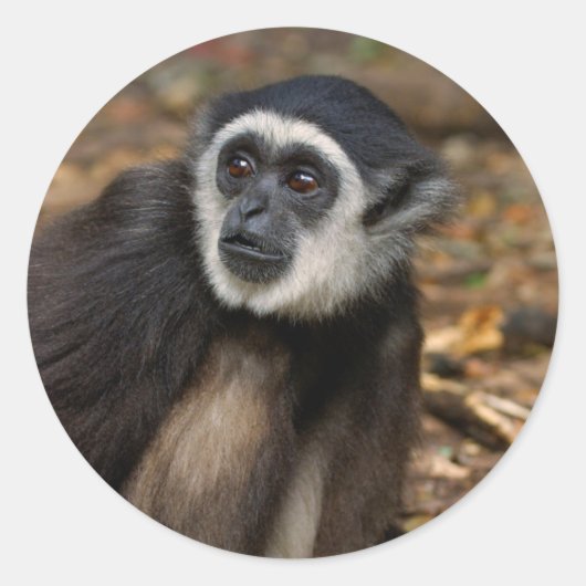 テナガザル (Hylobates Lar) Monkeyland ラウンドシール (正面)