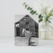 テナント農家のラバ， 1930年代 ポストカード (スタンド正面)