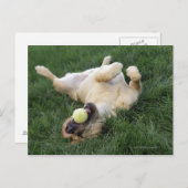 テニスのボールで草の中に逆さまに寝ている犬 ポストカード (正面/裏面)