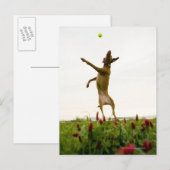 テニスのボールを空中で捕まえる犬 ポストカード (正面/裏面)