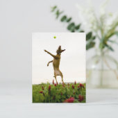 テニスのボールを空中で捕まえる犬 ポストカード (スタンド正面)