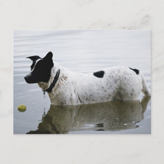 テニスボールで水中の犬 ポストカード (正面)