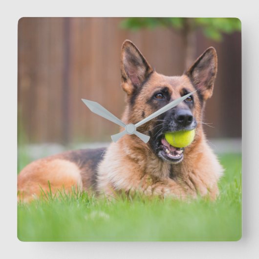 テニスボールのあるドイツの羊飼い スクエア壁時計 (正面)