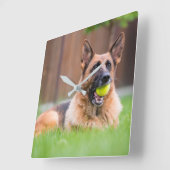 テニスボールのあるドイツの羊飼い スクエア壁時計 (傾斜)