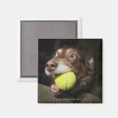 テニスボール付き犬 マグネット (正面/裏面)