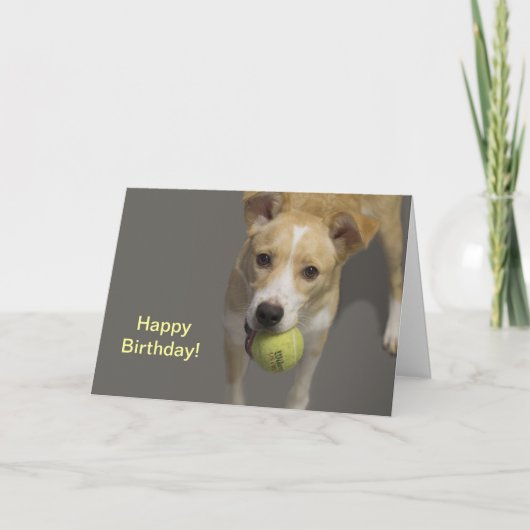 テニスボール誕生日カード付き犬 カード (正面)