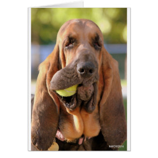 テニス、だれでもか。