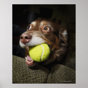 テニス・ボールを持つ犬 ポスター