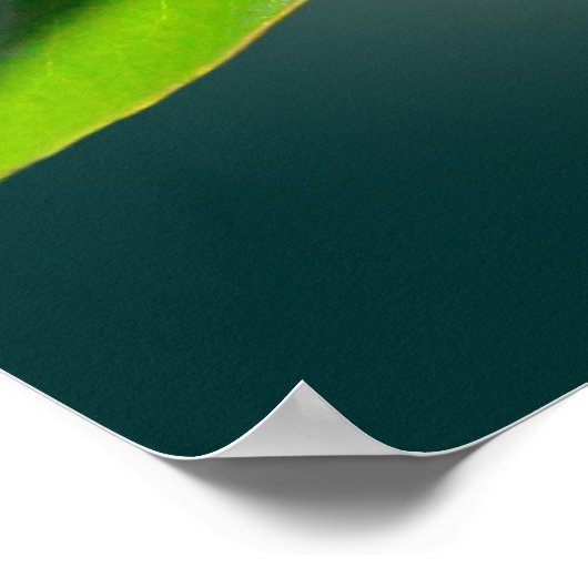 テニス・マグノリア、テニス ポスター (角)