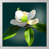 テニス・マグノリア、テニス ポスター (正面)