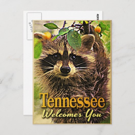 テネシーはアライグマを歓迎 ポストカード (正面/裏面)