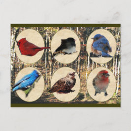 テネシー中部の鳥 ポストカード