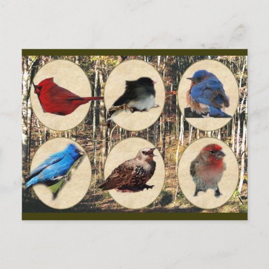 テネシー中部の鳥 ポストカード (正面)