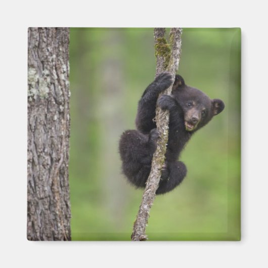 テネシー州で遊ぶクロクマの子熊 マグネット (正面)
