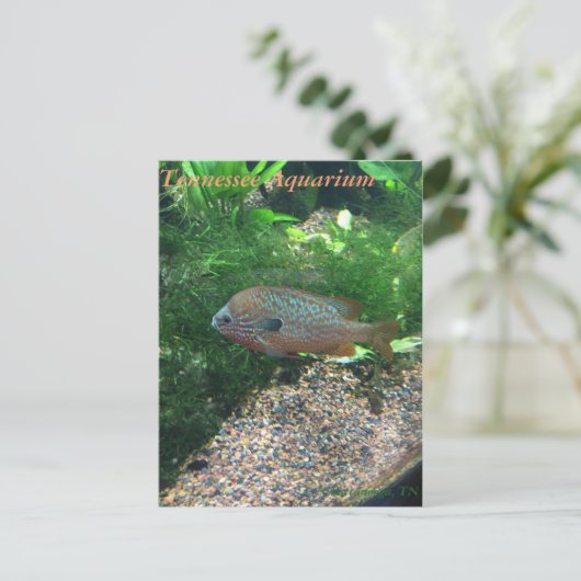 テネシー州のアクアリウムの郵便はがき ポストカード (スタンド正面)