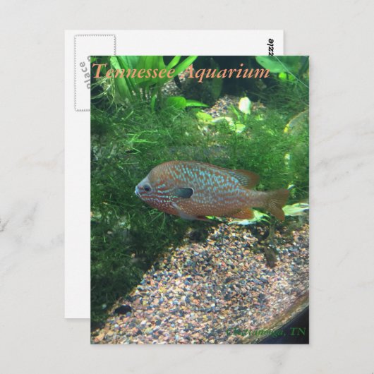 テネシー州のアクアリウムの郵便はがき ポストカード (正面/裏面)