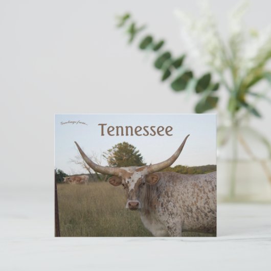 テネシー州のロングホルンカウズ ポストカード (スタンド正面)