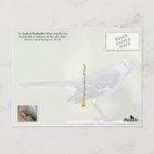 テネシー州バードノーザンモッキンバード ポストカード (裏面)