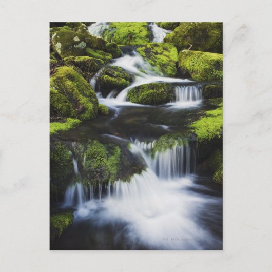 テネシー州素晴らしスモークマウンテンズ国立公園 ポストカード (正面)