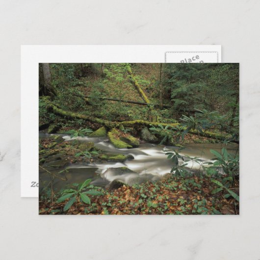 テネシー州、アメリカ。ビッグサウスフォーク国立川 ポストカード (正面/裏面)