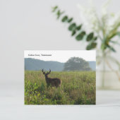 テネシー州，カデス・コーブ ポストカード (スタンド正面)