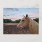 テネシー歩くホース ポストカード (正面)