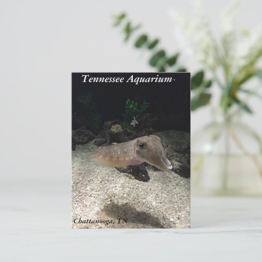 テネシー水族館イカ葉書 ポストカード (スタンド正面)