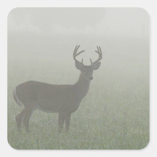 テネセ素晴らしスのスモーク山脈の国立公園 スクエアシール (正面)