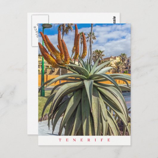 テネリフェ・アロエ・ベラ植物と花はがき ポストカード (正面/裏面)