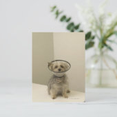 テリア犬は保護カラーを着て、クローズアップ ポストカード (スタンド正面)