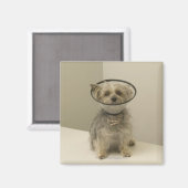 テリア犬は保護カラーを着て、クローズアップ マグネット (正面/裏面)