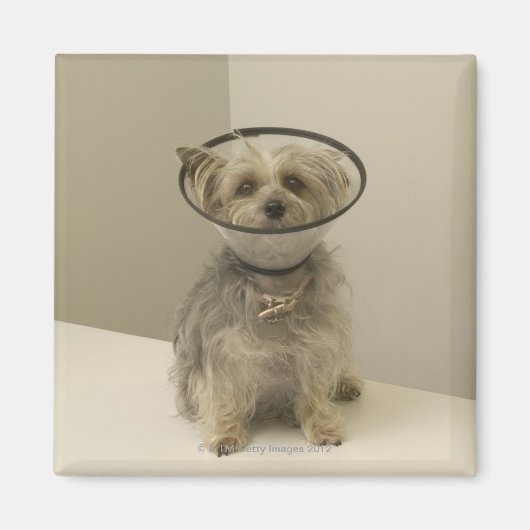 テリア犬は保護カラーを着て、クローズアップ マグネット (正面)