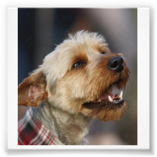 テリア縁どクロス フォトプリント            (正面)