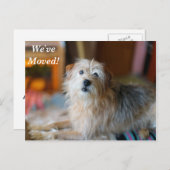 テリア縁ど引っ越しました新しい住所はがき 案内ポストカード (正面/裏面)