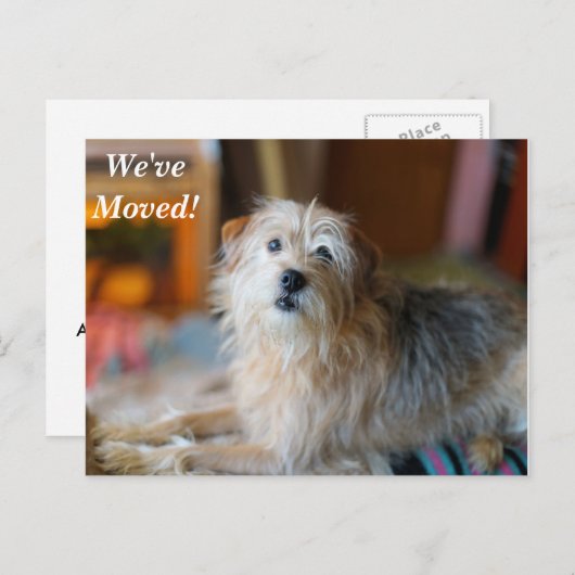 テリア縁ど引っ越しました新しい住所はがき 案内ポストカード (正面/裏面)