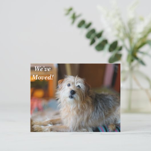 テリア縁ど引っ越しました新しい住所はがき 案内ポストカード (スタンド正面)