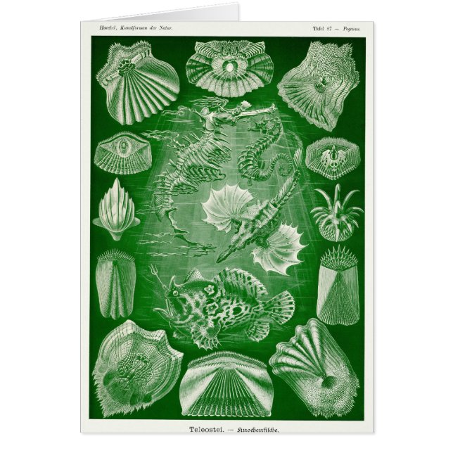 テレオスティ (正面)