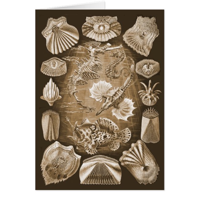 テレオスティ (正面)