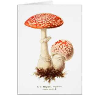 テングタケ属のmuscaria
