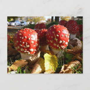 テングタケ属のmuscaria ポストカード