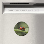 テンジウムシ マグネット (インサイチュ (食洗機))