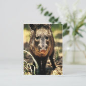 テンジクネズミ ポストカード (スタンド正面)