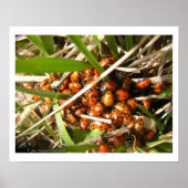 テントウムシ (Coccinellidae) ポスター (正面)