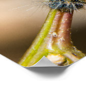 テントキャタピラーウォールアート ポスター (角)