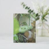 テンプルビパー ポストカード (スタンド正面)